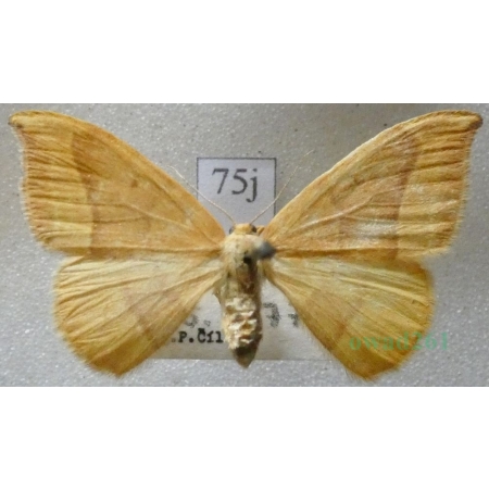 Watsonalla cultraria (Fabricius, 1775) female Wycinka nożówka Czech75j
